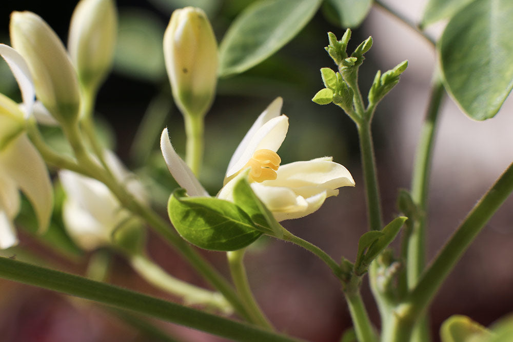 Superfood of the Month: Moringa